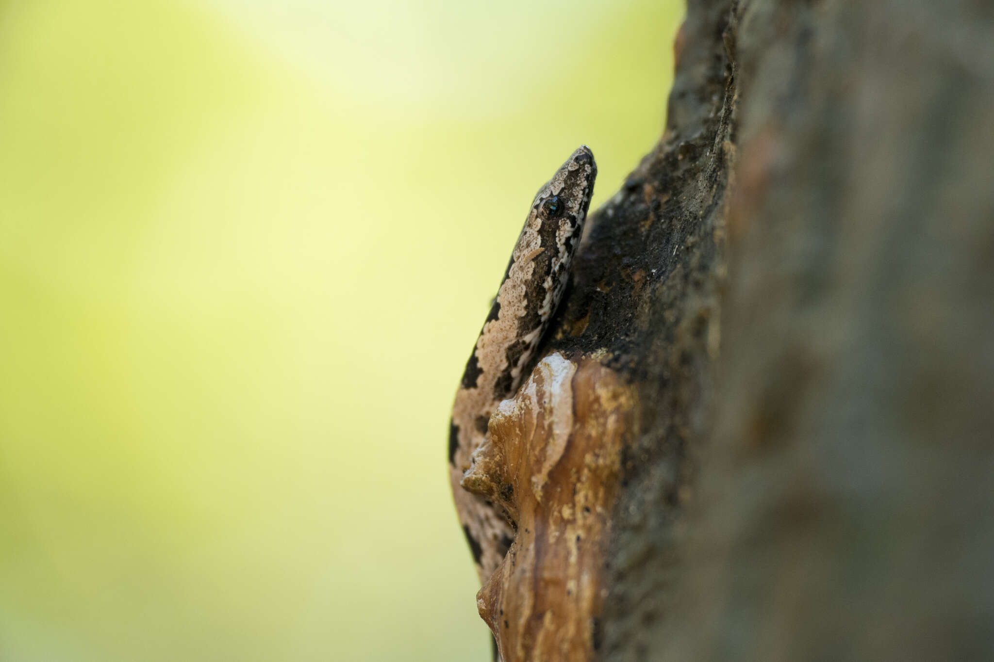 Image of (South-) Eastern Bark Snake