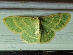 Image of Blackberry Looper Moth