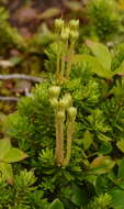 Image of Yellow Mountain-Heath