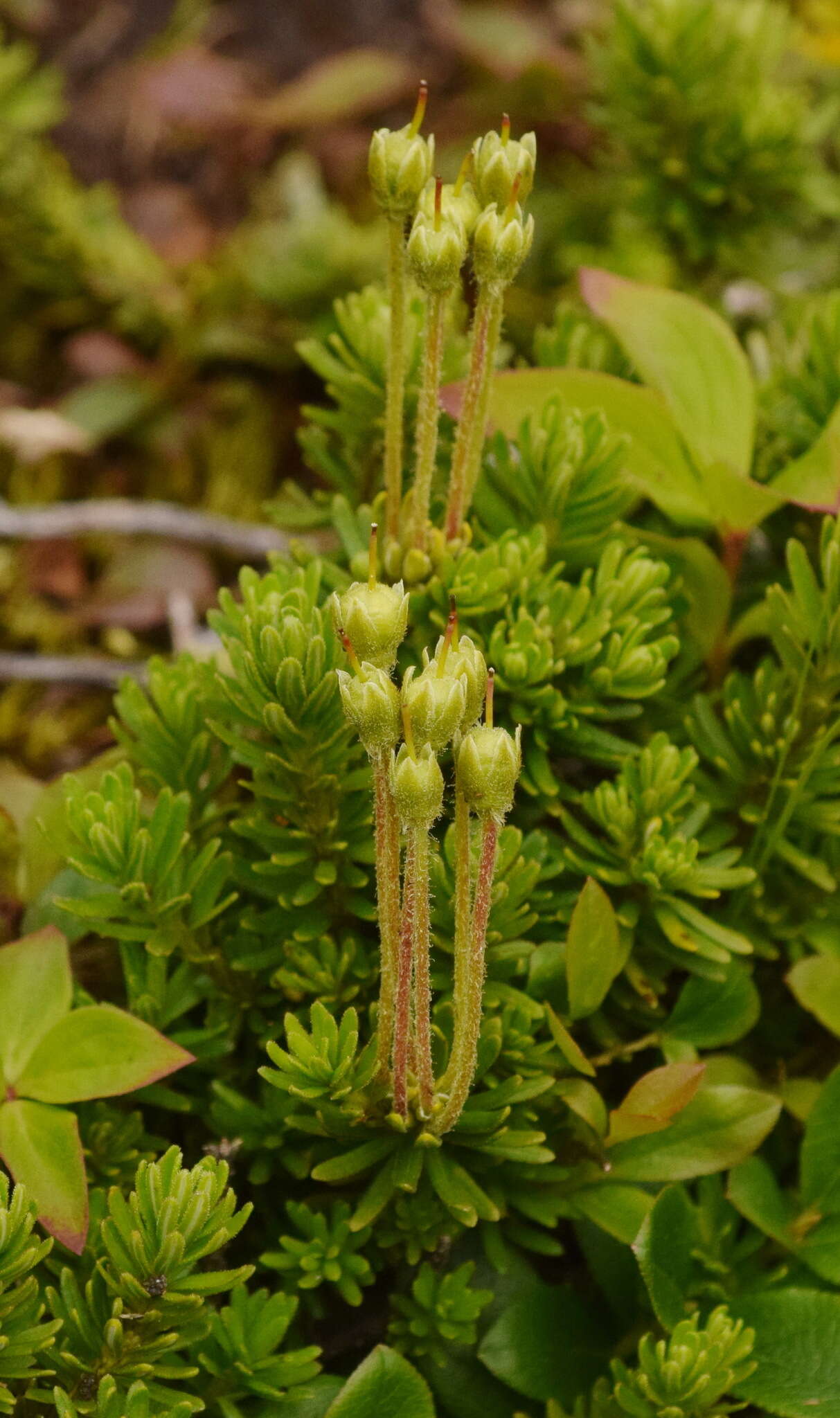 Image de Phyllodoce glanduliflora (Hook.) Coville