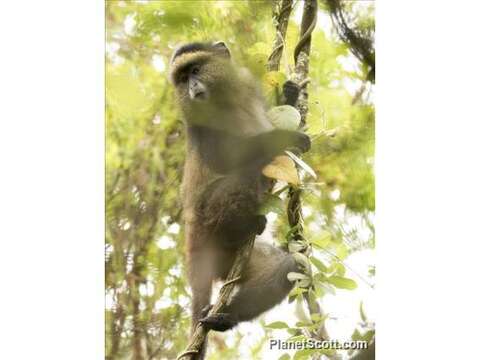 Image of Golden monkey