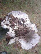 Image of Tricholoma griseoviolaceum Shanks 1996