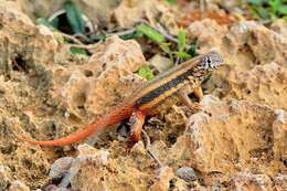 Image of Barahona curlytail lizard