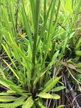 Image of grassleaf Barbara's buttons