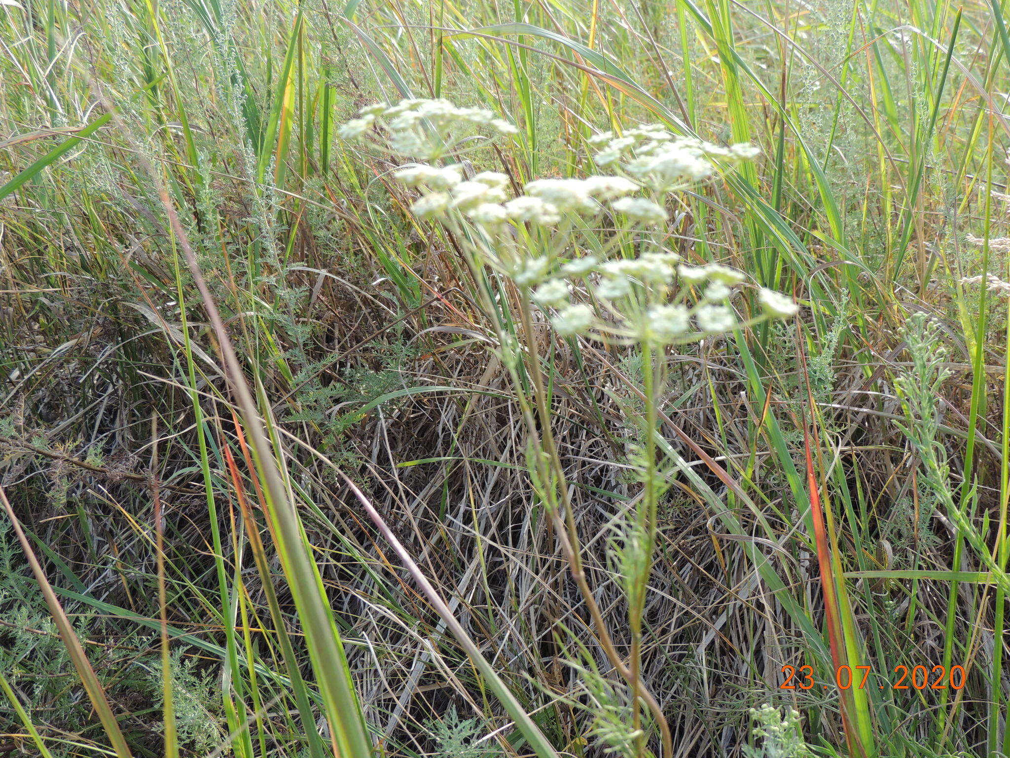 Image de Hippomarathrum ledebourii (G. Don fil.)