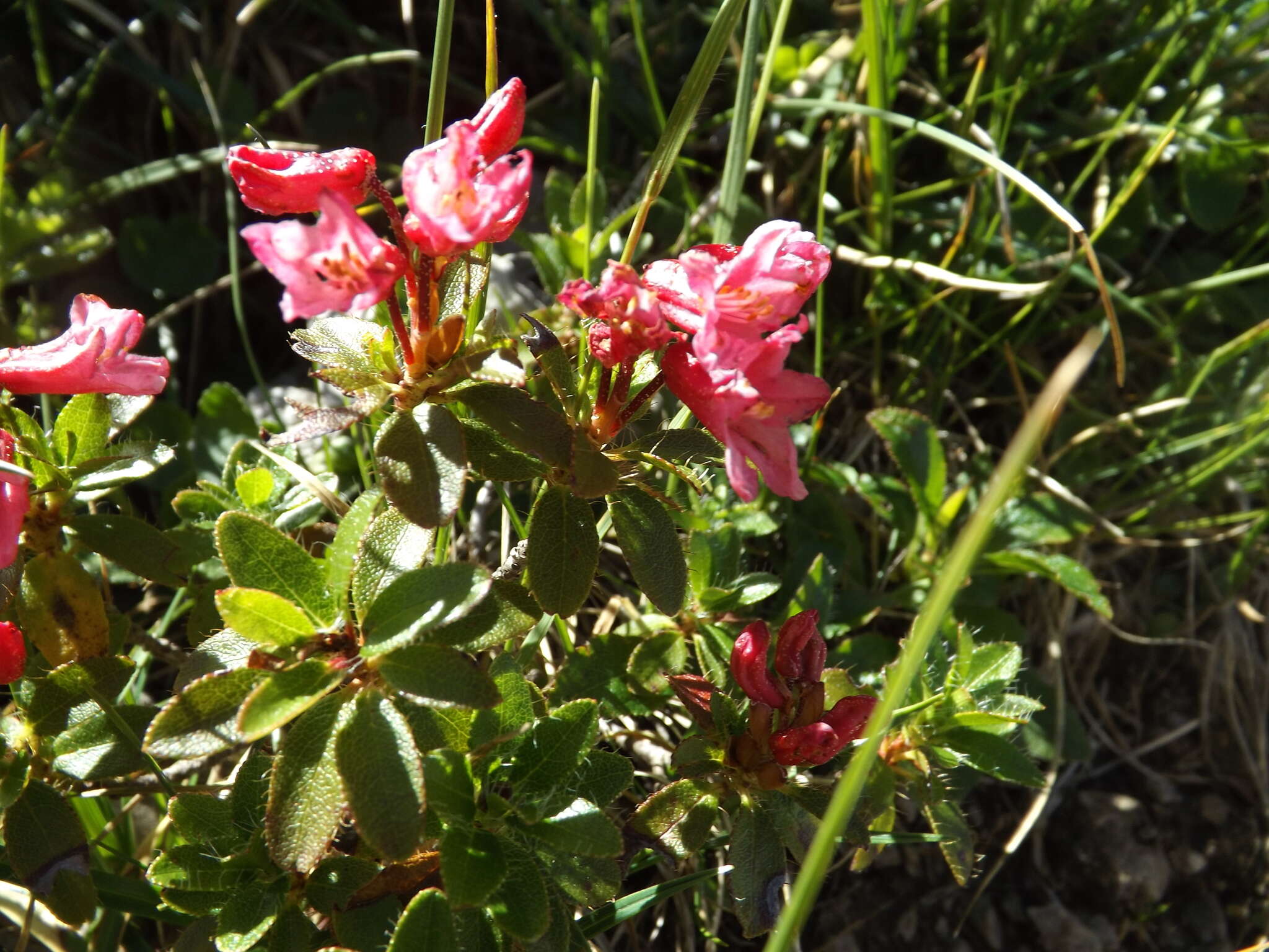 Image of Hairy Alpenrose