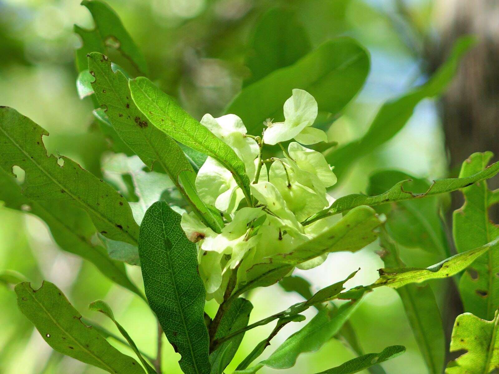 Image of Florida hopbush