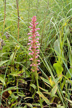 Image of Satyrium macrophyllum Lindl.