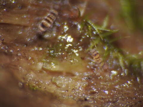 Image of Orchesella hexfasciata (Harvey & FL 1895)