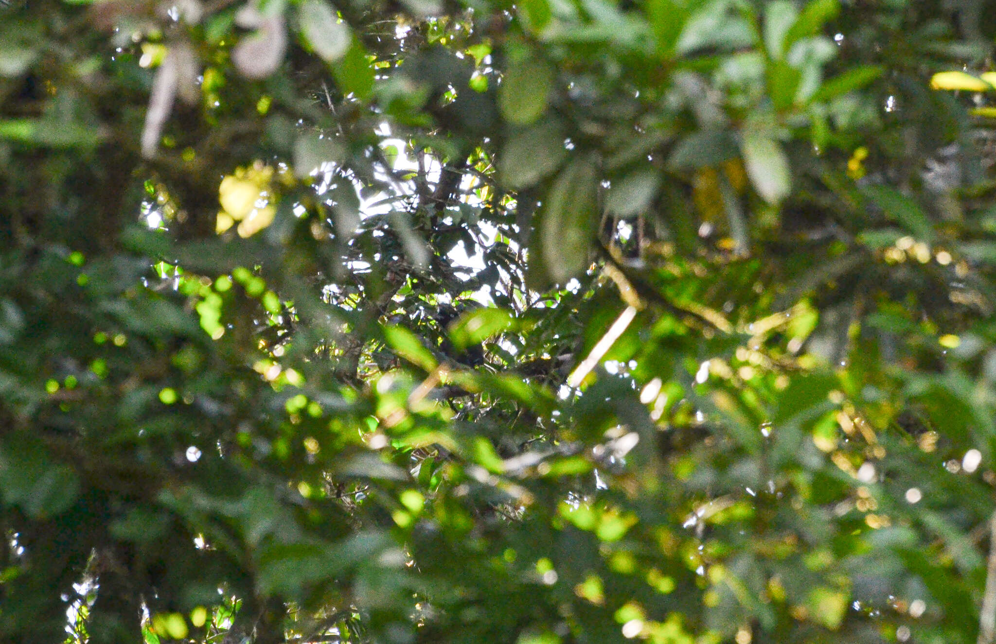 Image of umbrellabird