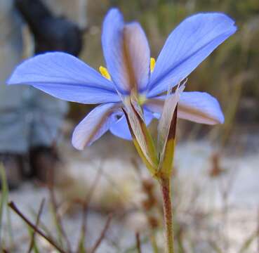 Image of Aristea africana (L.) Hoffmanns.