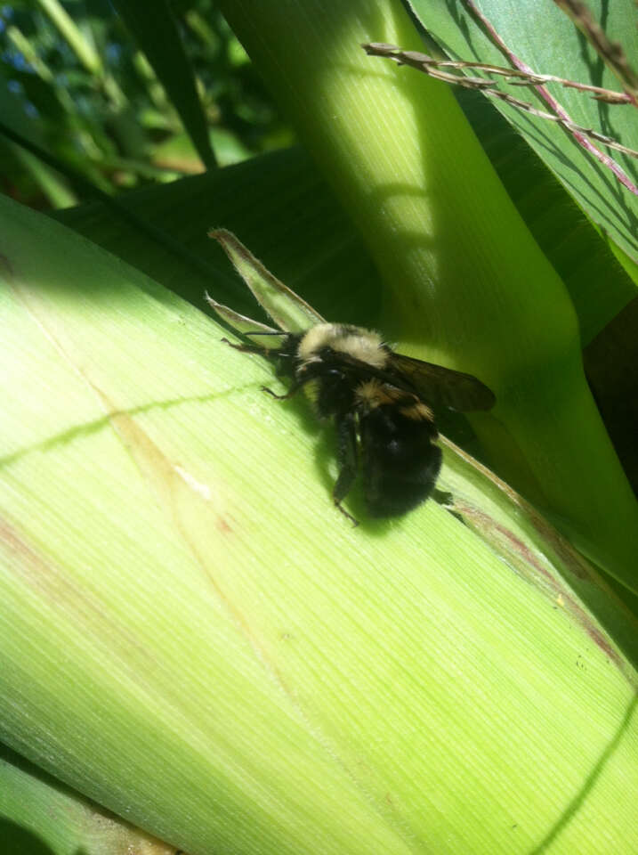 صورة Bombus bimaculatus Cresson 1864