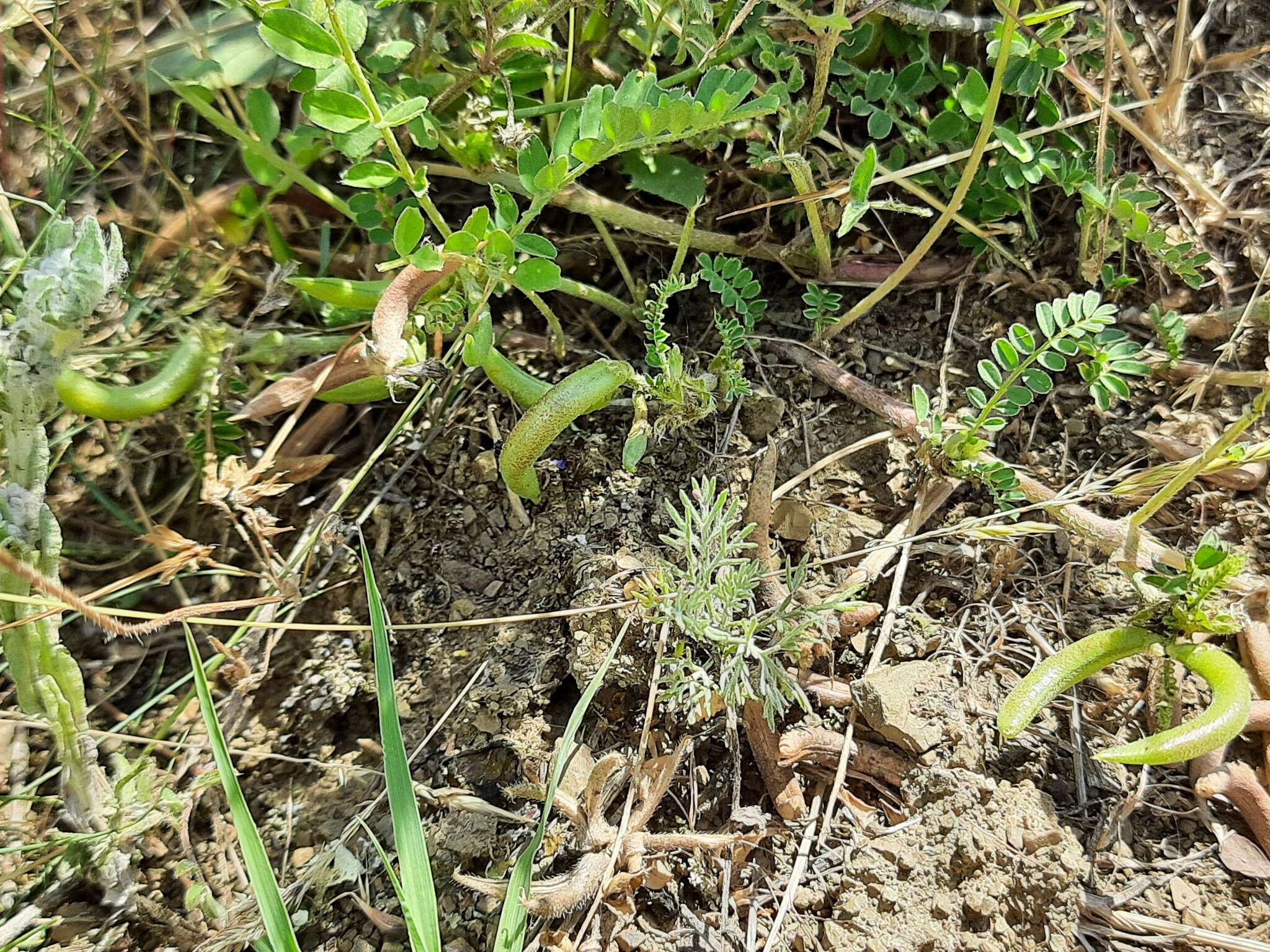 Imagem de Astragalus hamosus L.