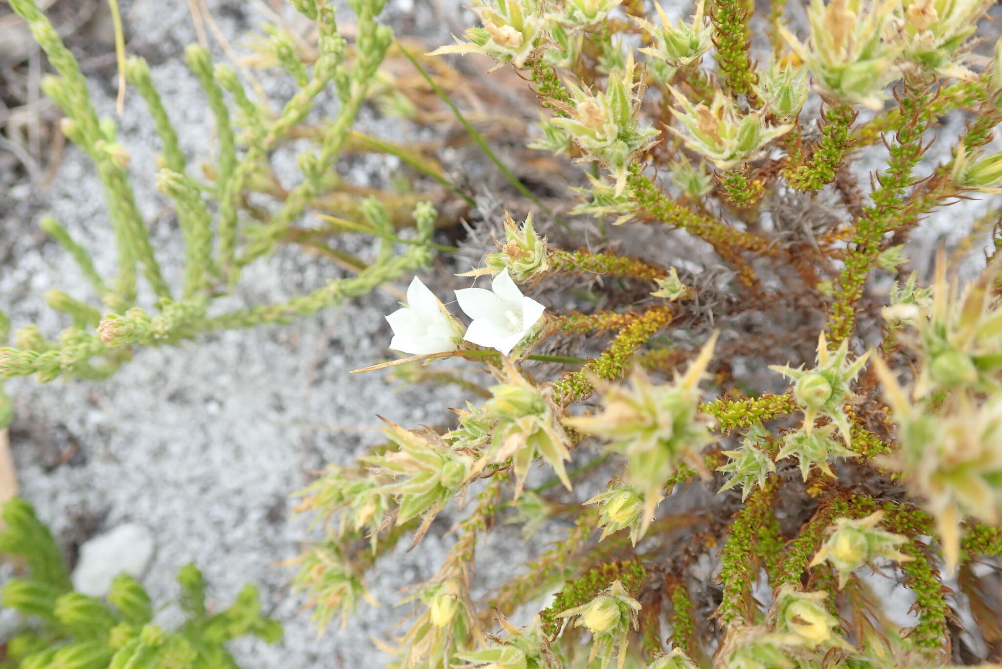 Image of Roella dregeana var. dregeana