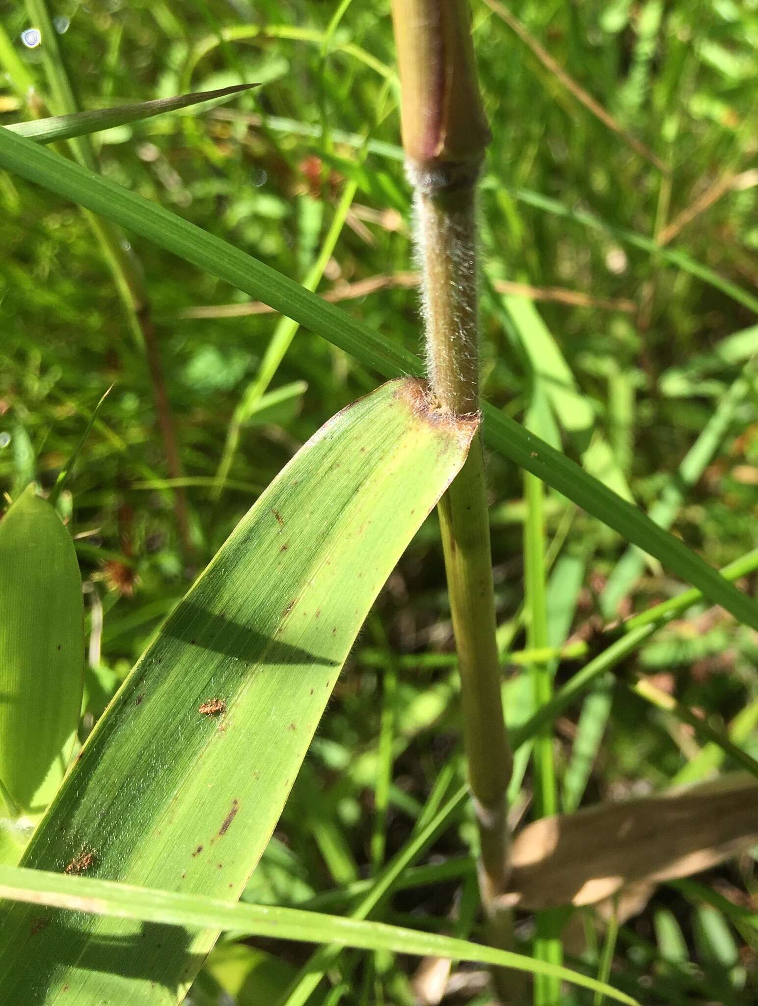 Image of Woolly Rosette Grass