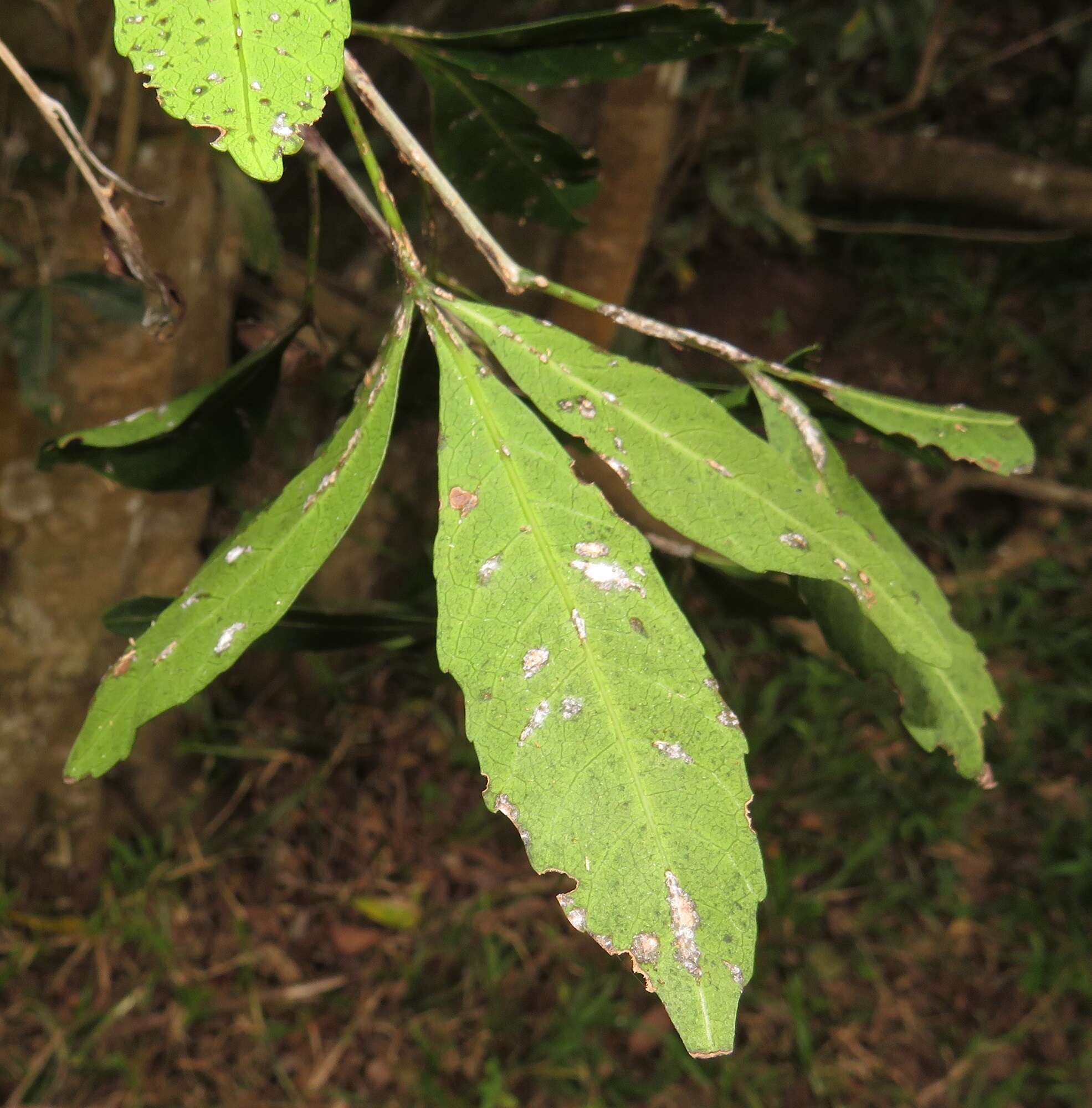 Imagem de Allophylus natalensis (Sond.) de Winter