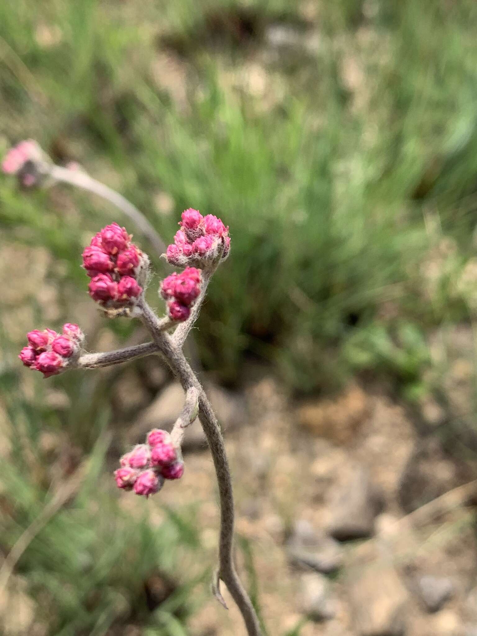 Imagem de Helichrysum calocephalum Klatt