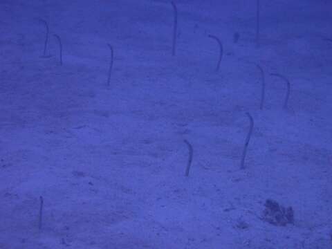 Image of Black spotted garden eel