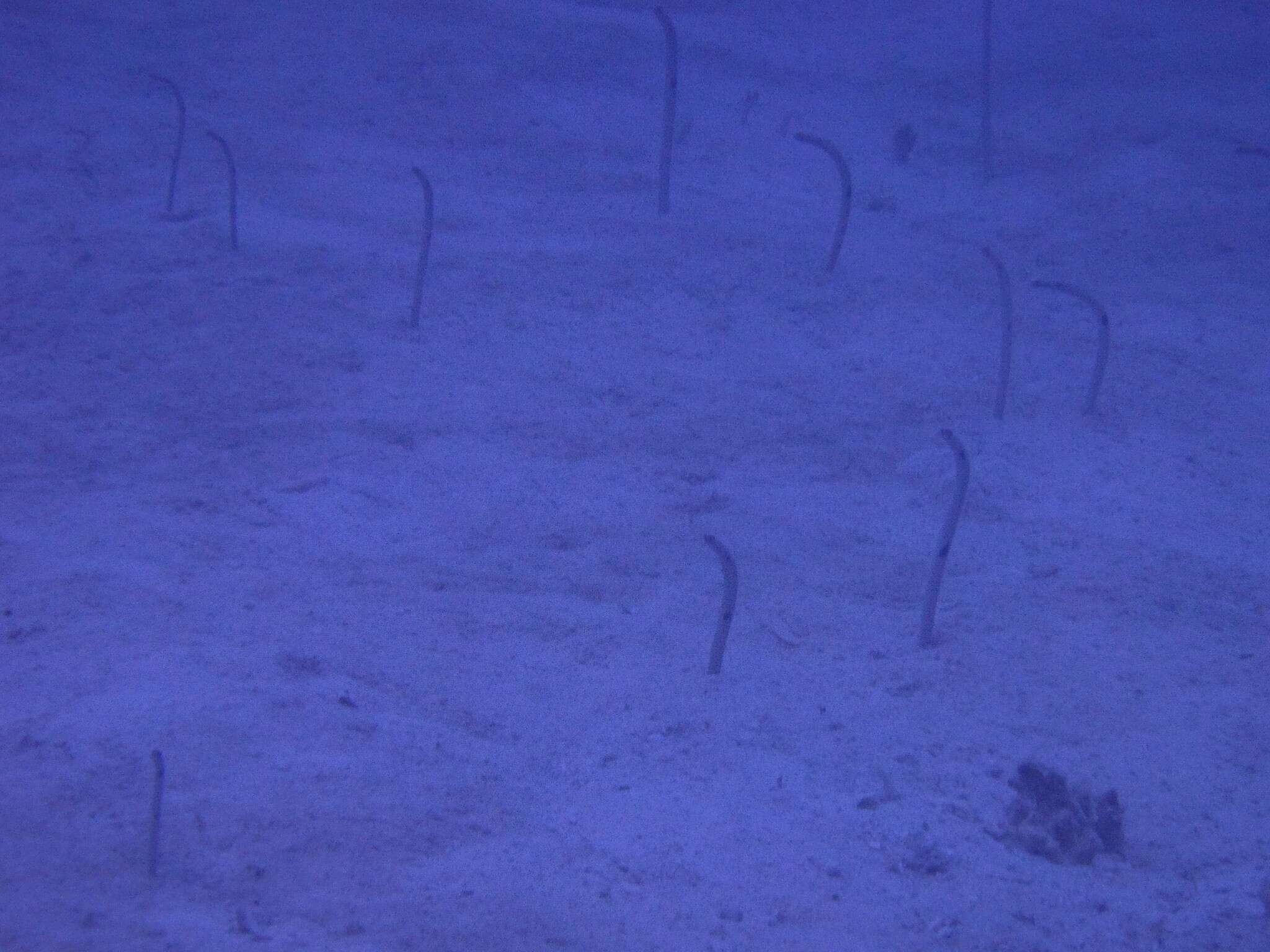 Image of Black spotted garden eel