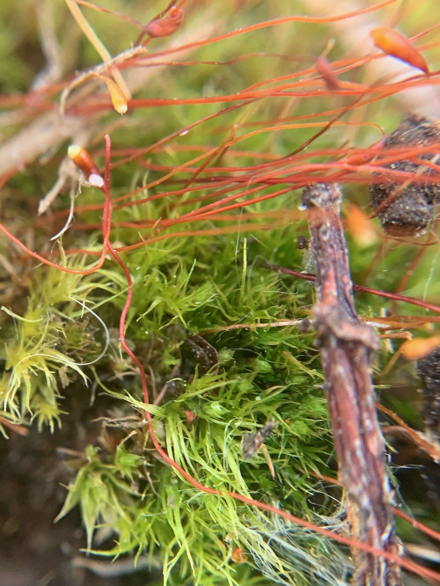 Слика од Leptobryum