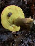 Image of Boletus roodyi B. Ortiz, D. P. Lewis & Both 2009