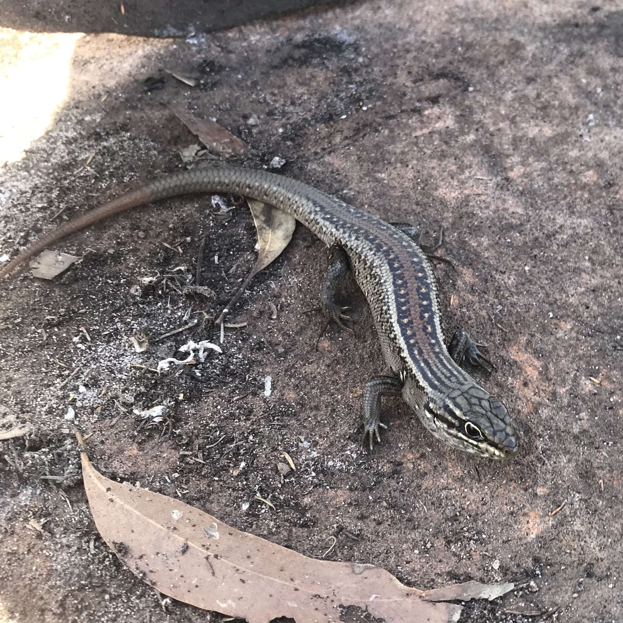 Image of White's Rock-skink