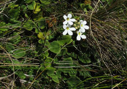 Imagem de Ourisia macrophylla Hook.