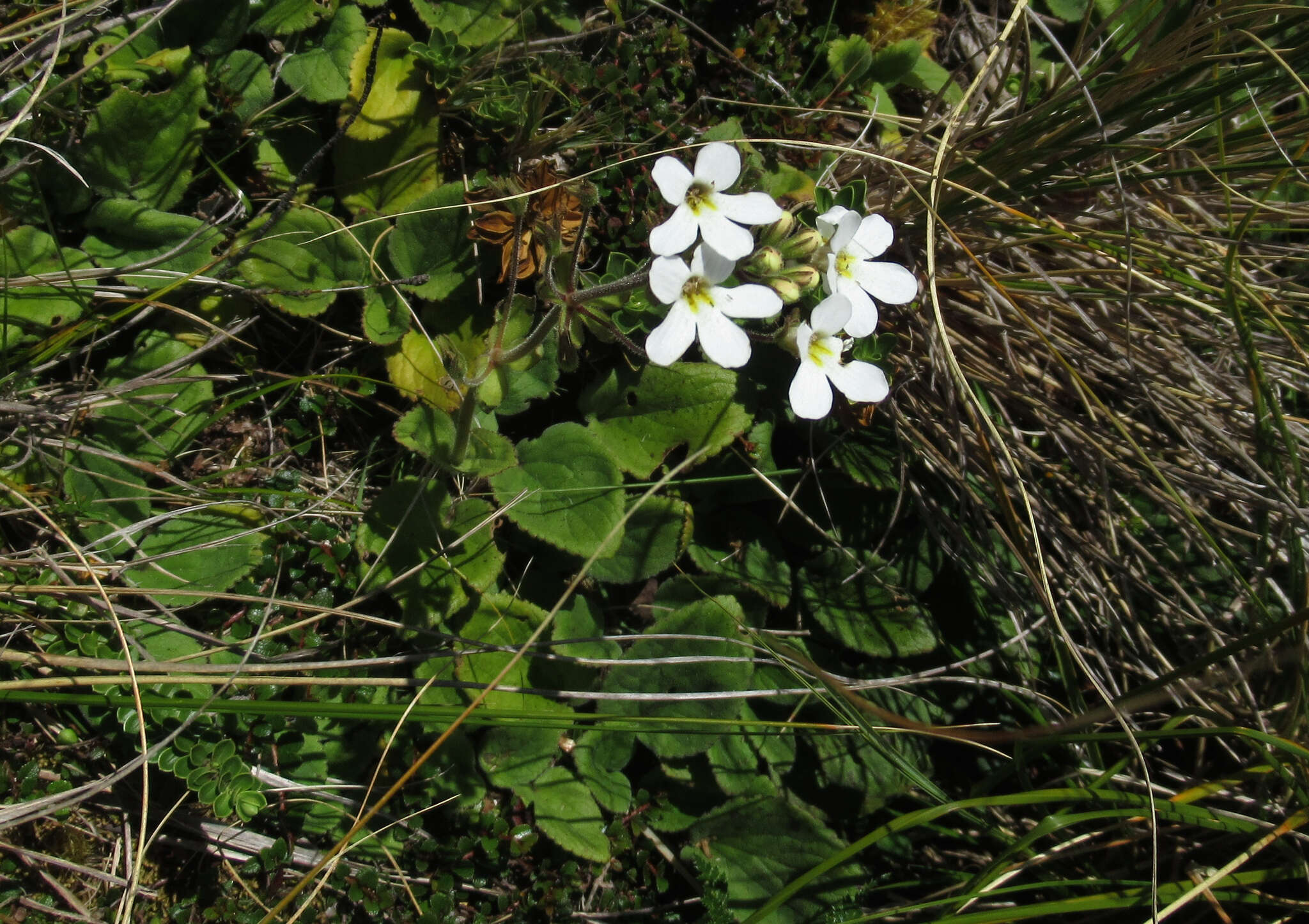 Imagem de Ourisia macrophylla Hook.