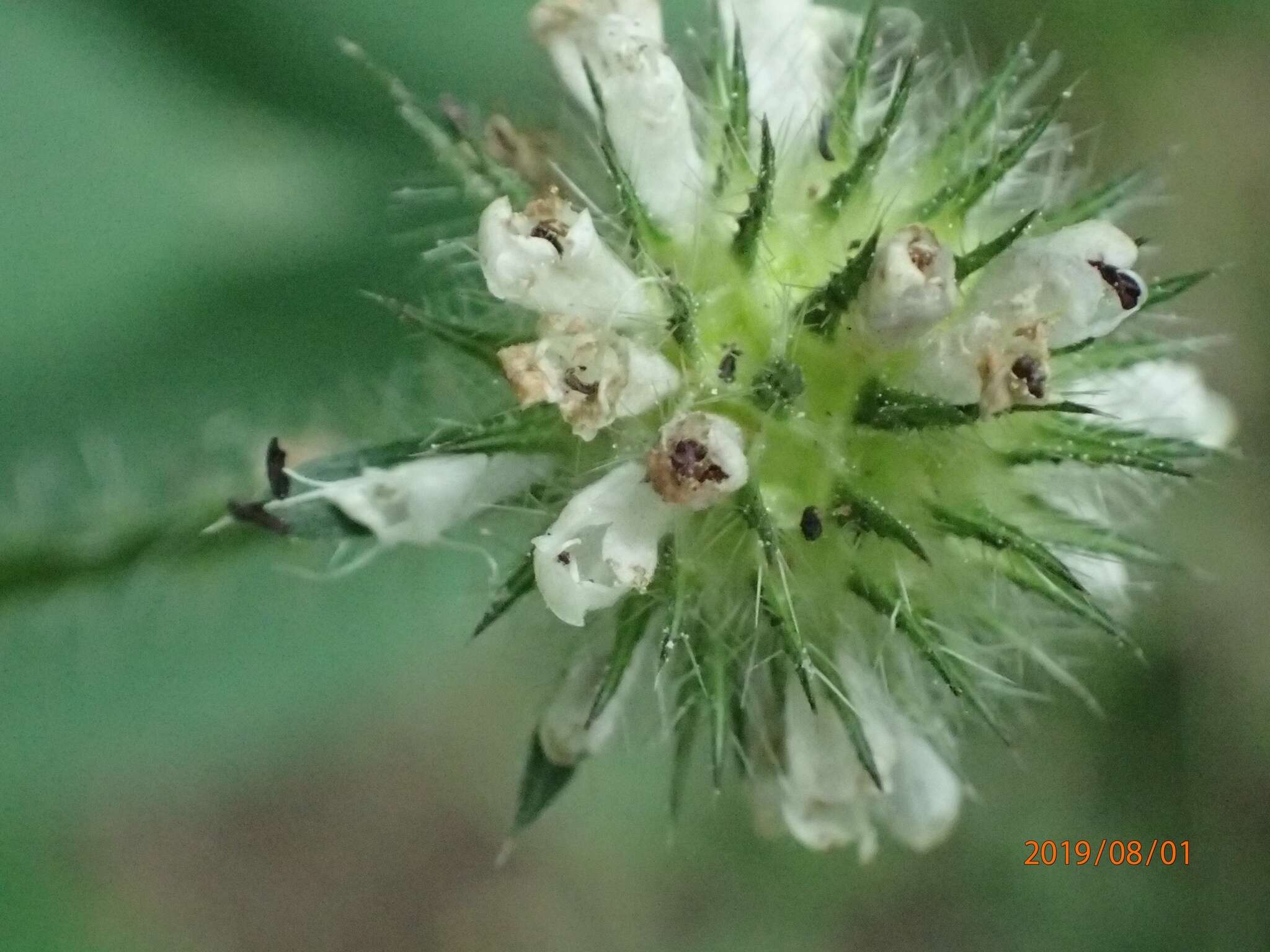 Слика од Dipsacus pilosus L.