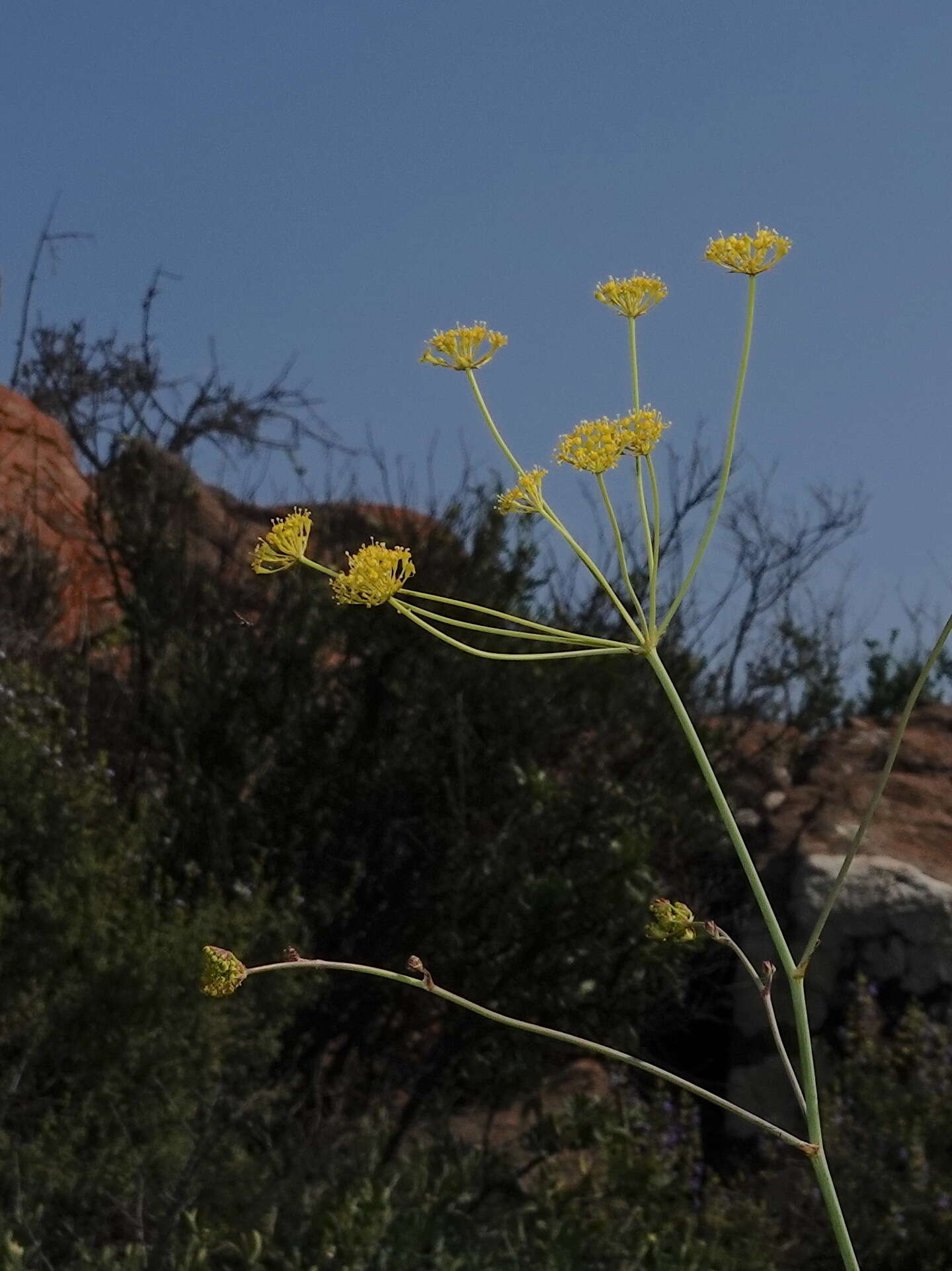 Image of Annesorhiza altiscapa Schltr. ex H. Wolff