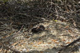 Image of Madagascan Nightjar