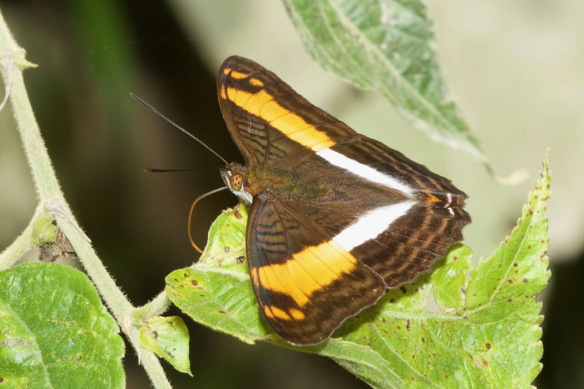 Adelpha boeotia的圖片