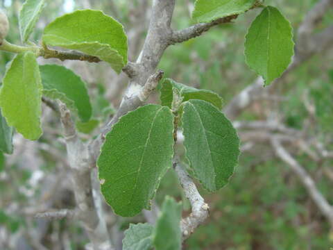 Image of Bernardia viridis Millsp.