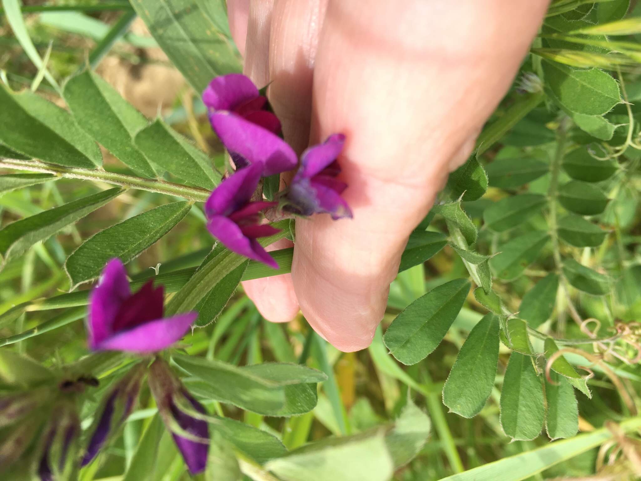 Imagem de Vicia sativa subsp. sativa