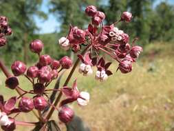 Imagem de Asclepias cordifolia (Benth.) Jepson