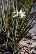 Image de Helichrysum pumilum Hook. fil.