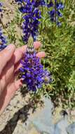 Image of Lupinus oreophilus Phil.