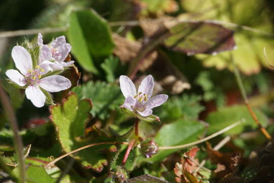 Sivun Erodium acaule (L.) Becherer & Thell. kuva