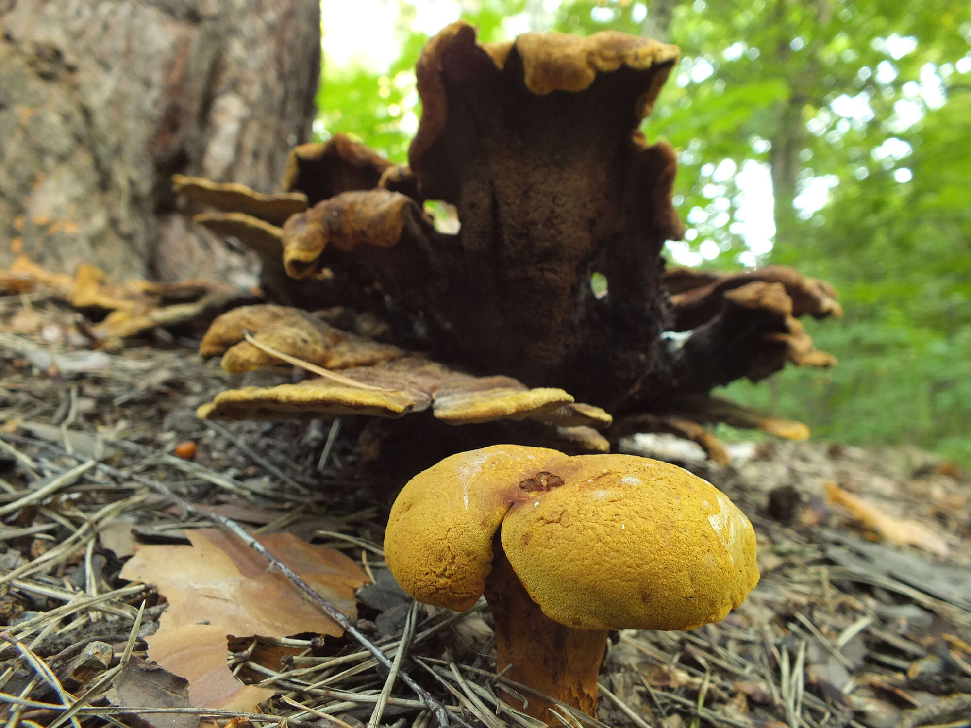 Image of Buchwaldoboletus lignicola (Kallenb.) Pilát 1969