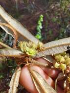 Imagem de Lasiopetalum parviflorum Rudge