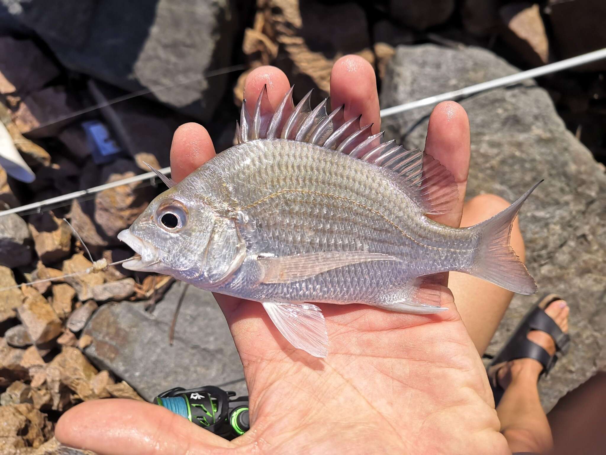 صورة Acanthopagrus pacificus Iwatsuki, Kume & Yoshino 2010