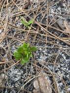 Image of tiny milkwort