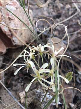 Image of Pelargonium viciifolium L'Her.