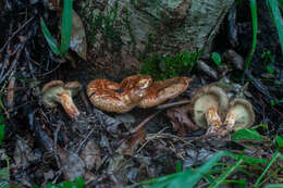 Image of Paxillus adelphus Chaumeton, Gryta, Jargeat & P.-A. Moreau 2016