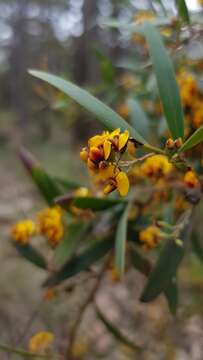 Слика од Daviesia mimosoides R. Br.