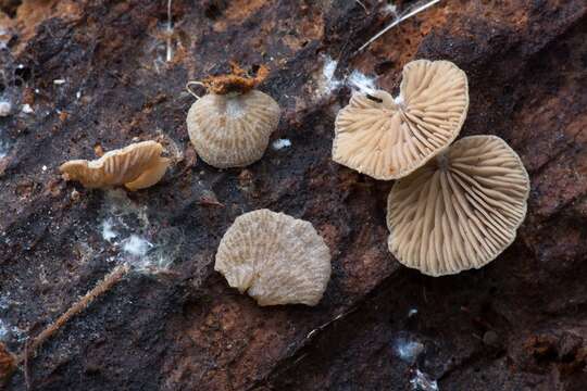 Imagem de Entoloma byssisedum (Pers.) Donk 1949