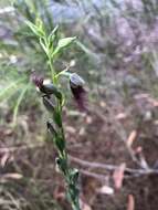 Imagem de Calochilus gracillimus Rupp