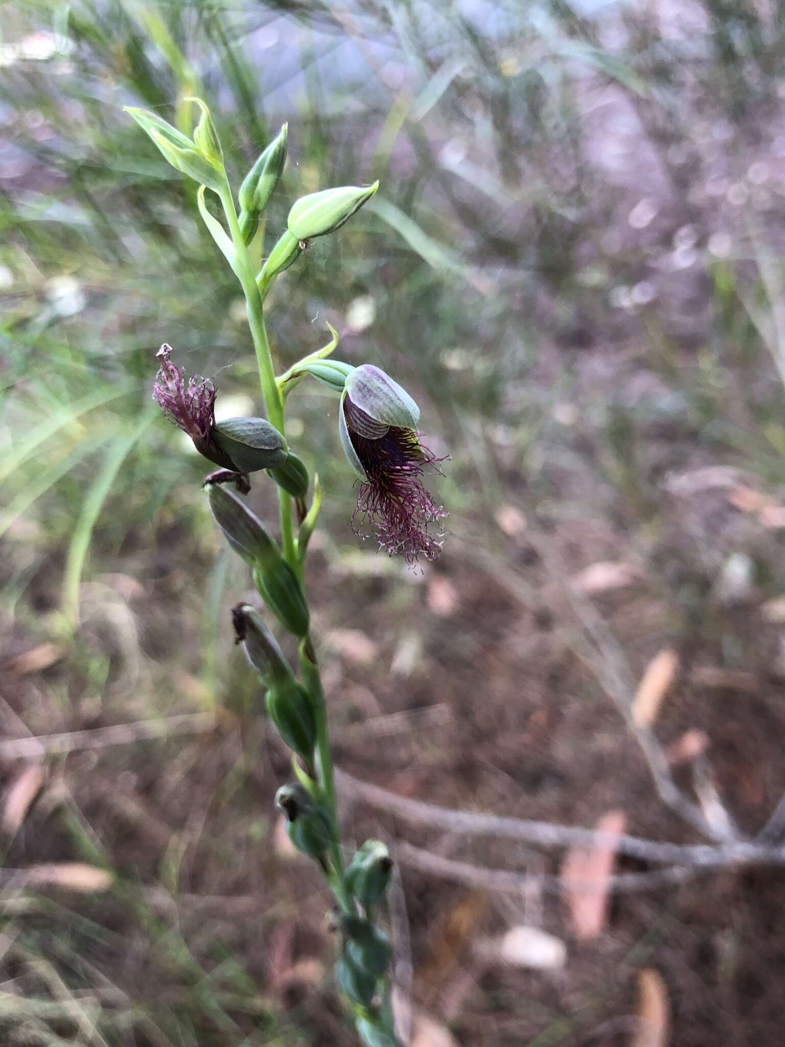 Imagem de Calochilus gracillimus Rupp