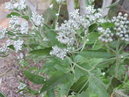 Image of lateflowering thoroughwort