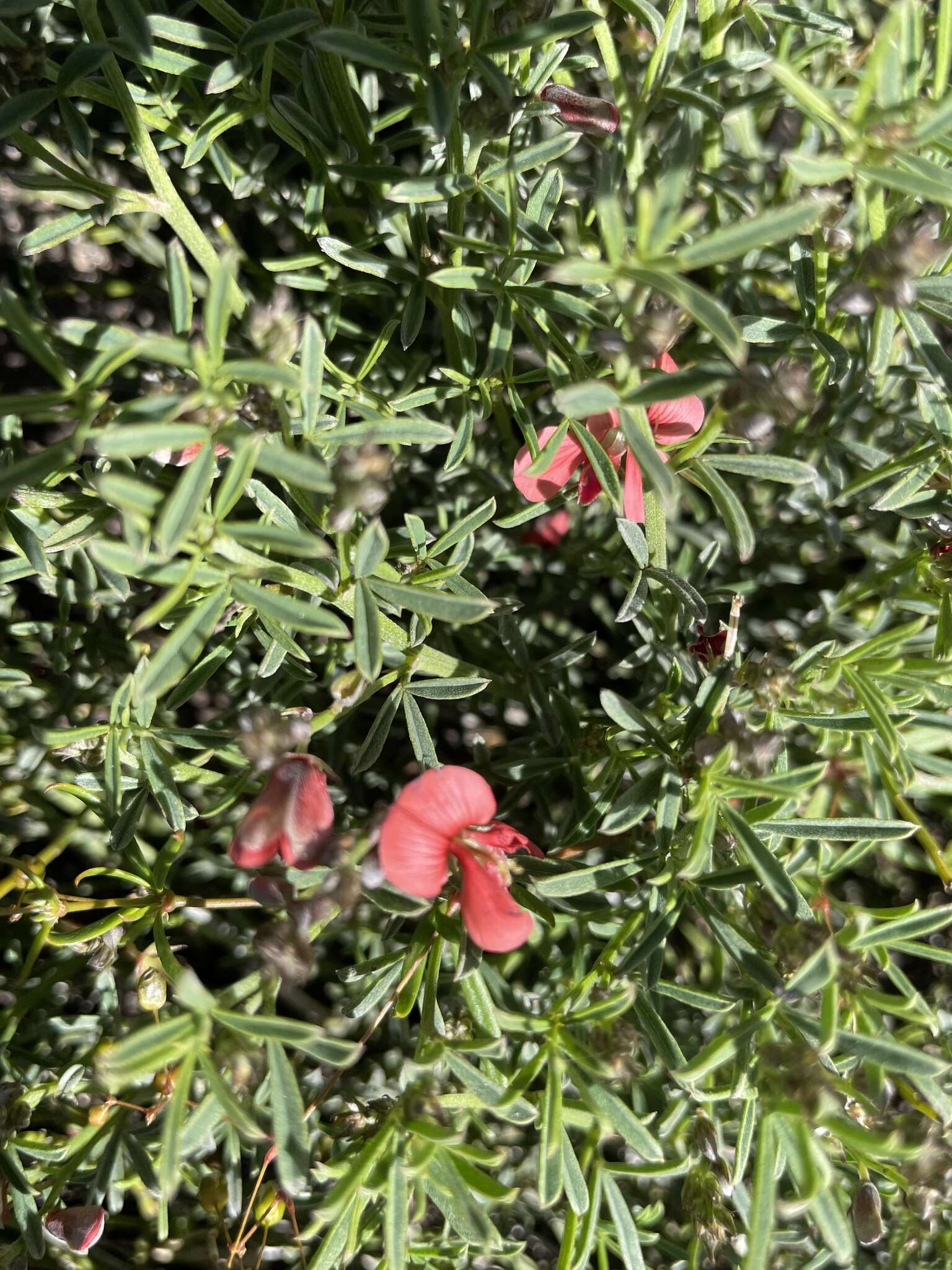 Imagem de Indigofera priorii